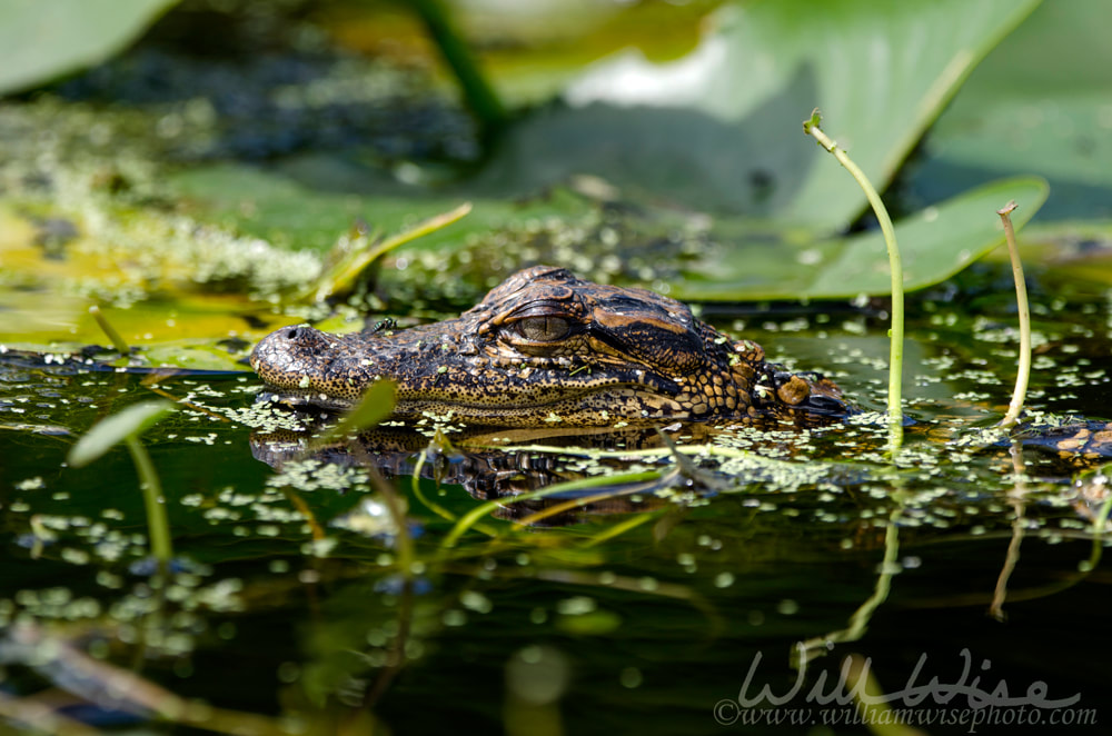 Baby American Alligator, Okefenokee Swamp National Wildlife Refuge Picture