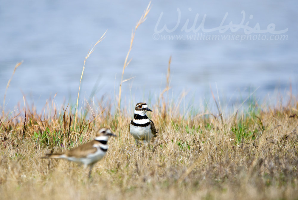 Killdeer Plover shorebird Picture