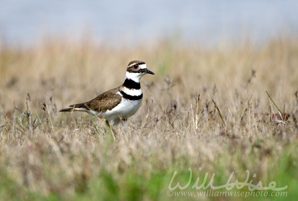 Killdeer plover birding Picture