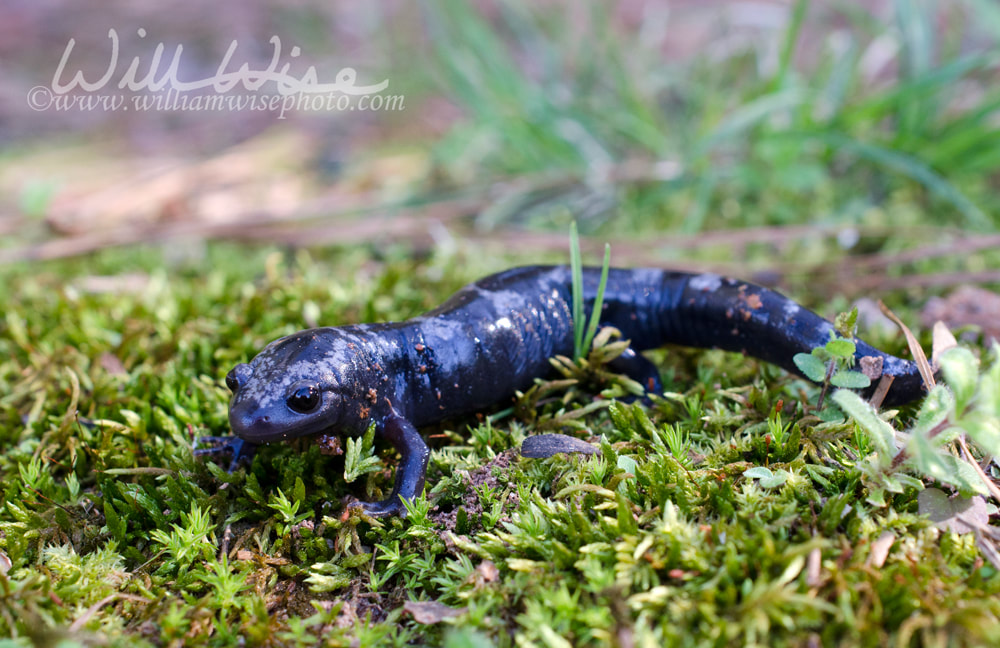 Marbled Salamander amphibian Picture