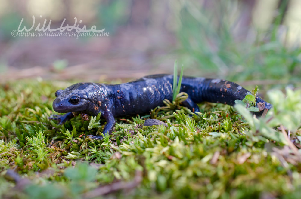 Marbled Salamander amphibian Picture