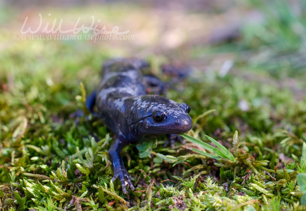Marbled Salamander amphibian Picture