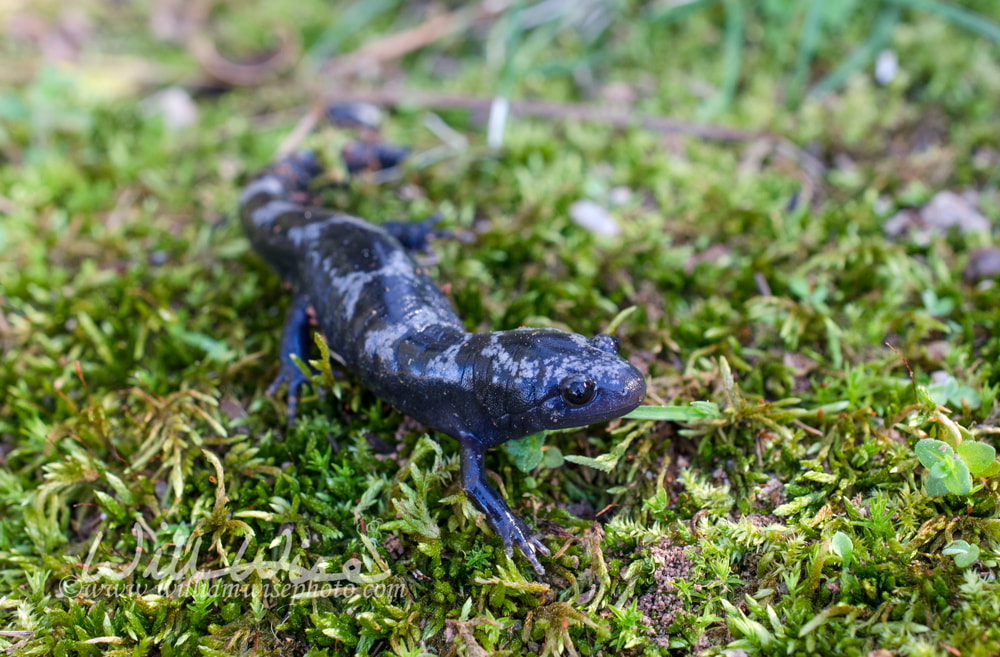 Marbled Salamander amphibian Picture
