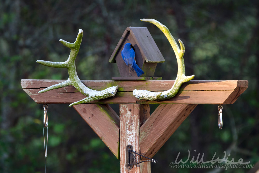 Eastern Bluebird bird nest box garden arbor birdhouses Picture