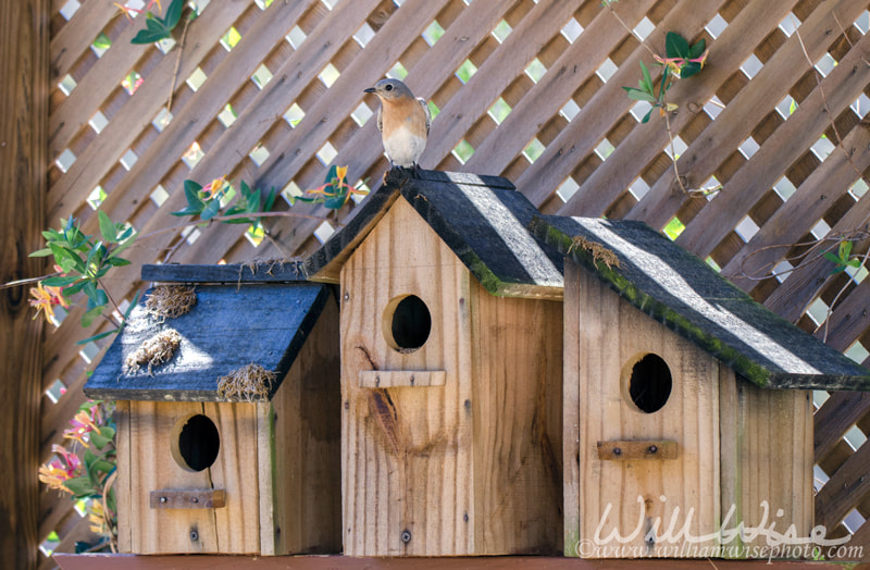 Eastern Bluebird bird nest box garden arbor birdhouses Picture