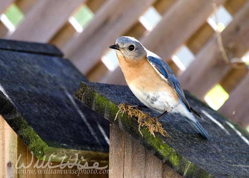 Eastern Bluebird bird nest box garden arbor birdhouses Picture