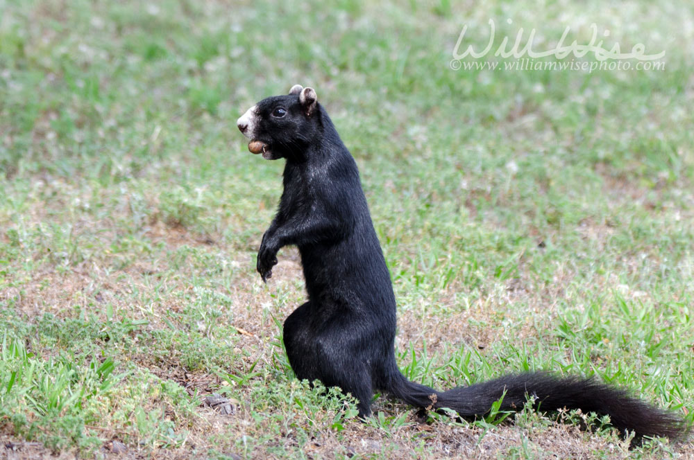 Black Fox Squirrel Picture