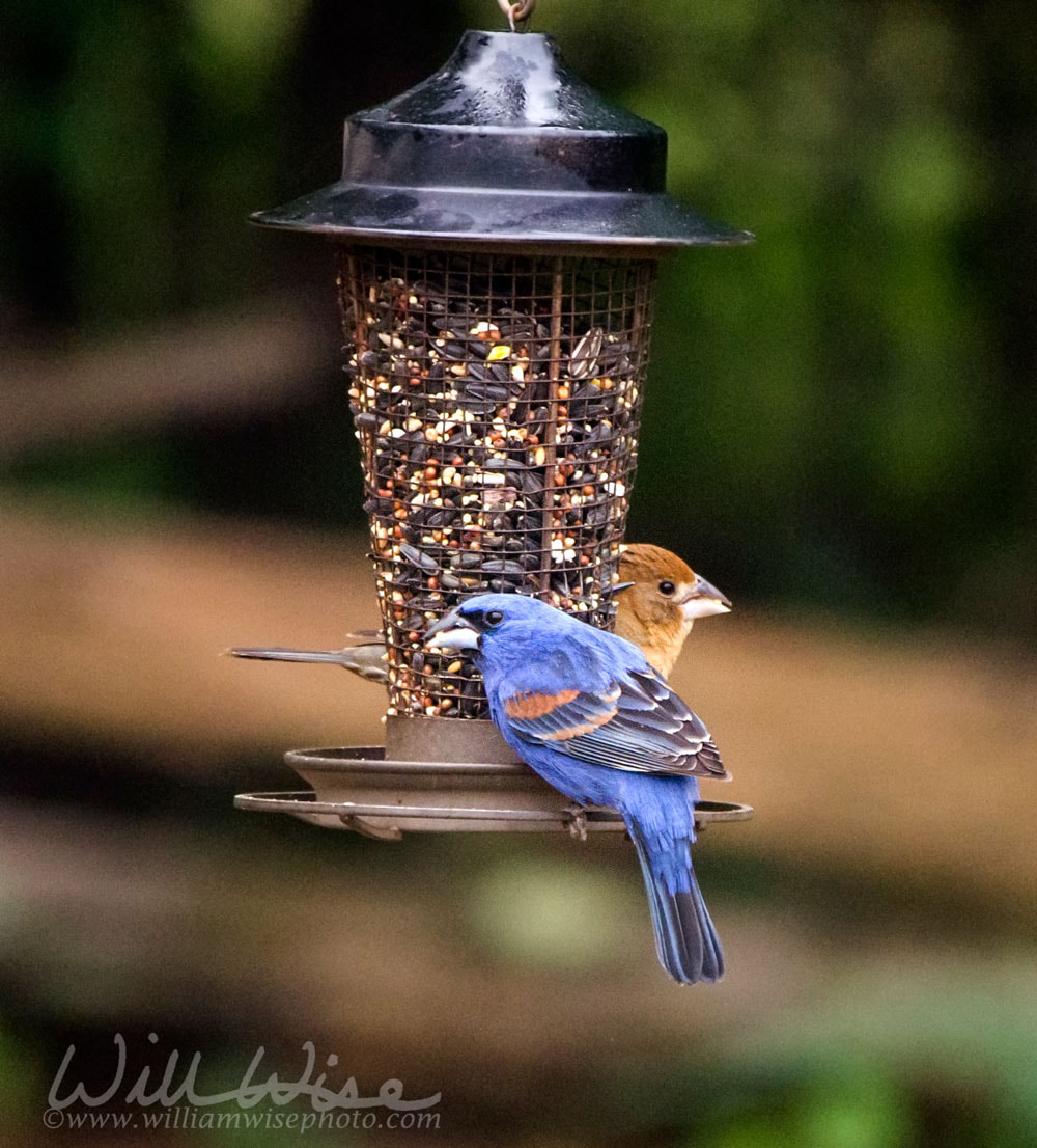 Blue Grosbeak Bird Feeder Picture