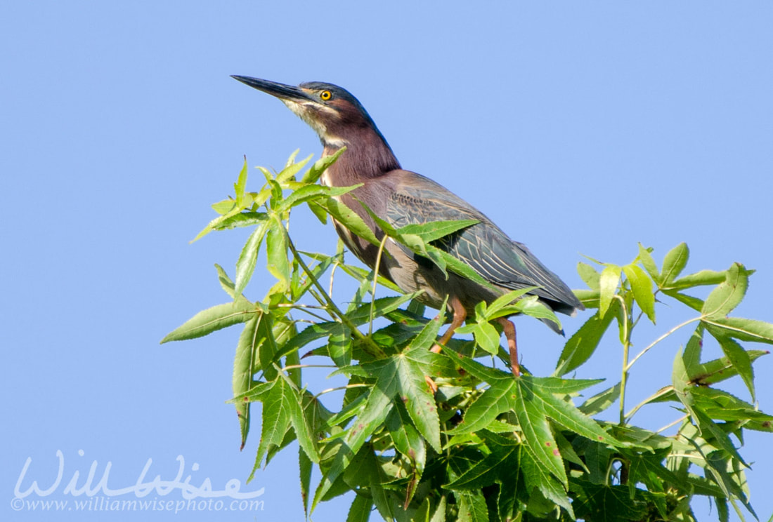 Green Heron; Walton County, Georgia Picture