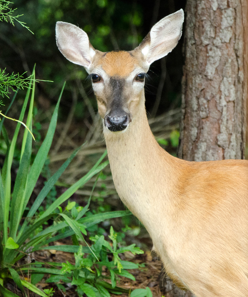 White-tailed Deer Picture
