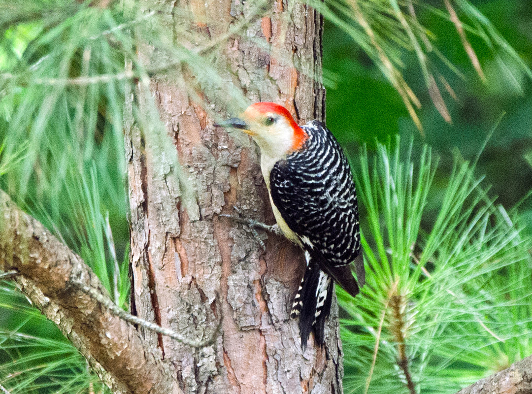 Red-bellied Woodpecker Picture
