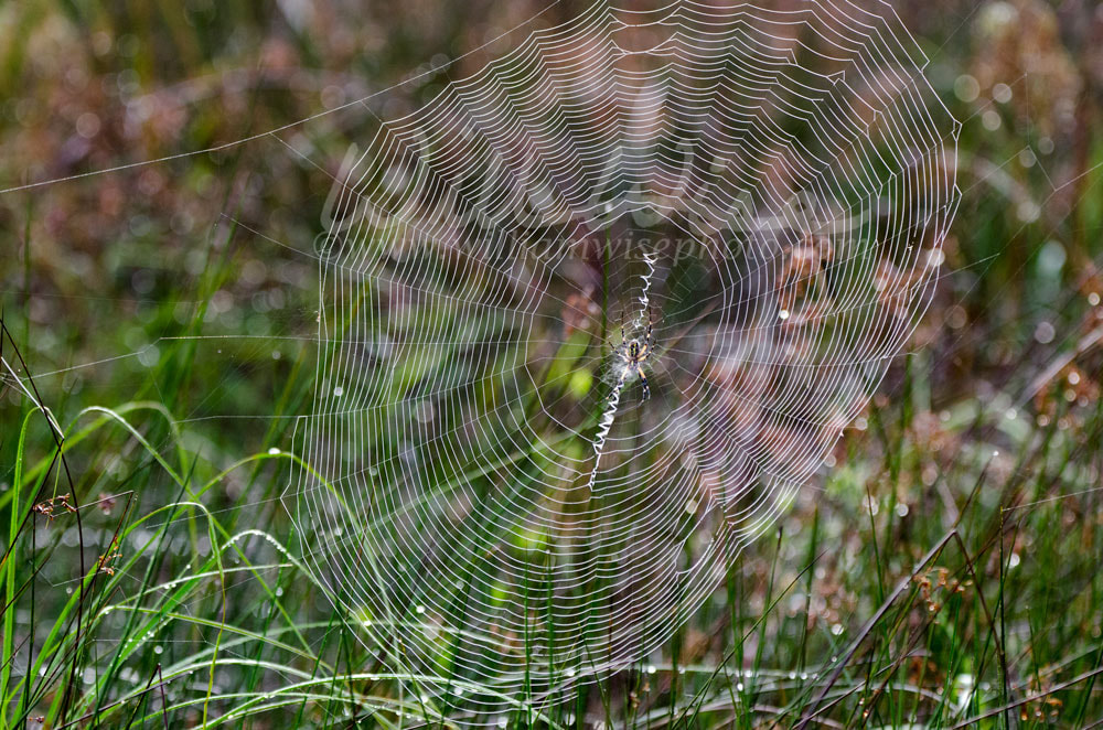 Spider Web Yellow Garden Zipper Spider Picture