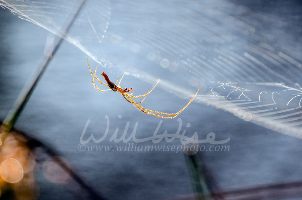 Spider Web, Longbodied Cellar Spider Picture