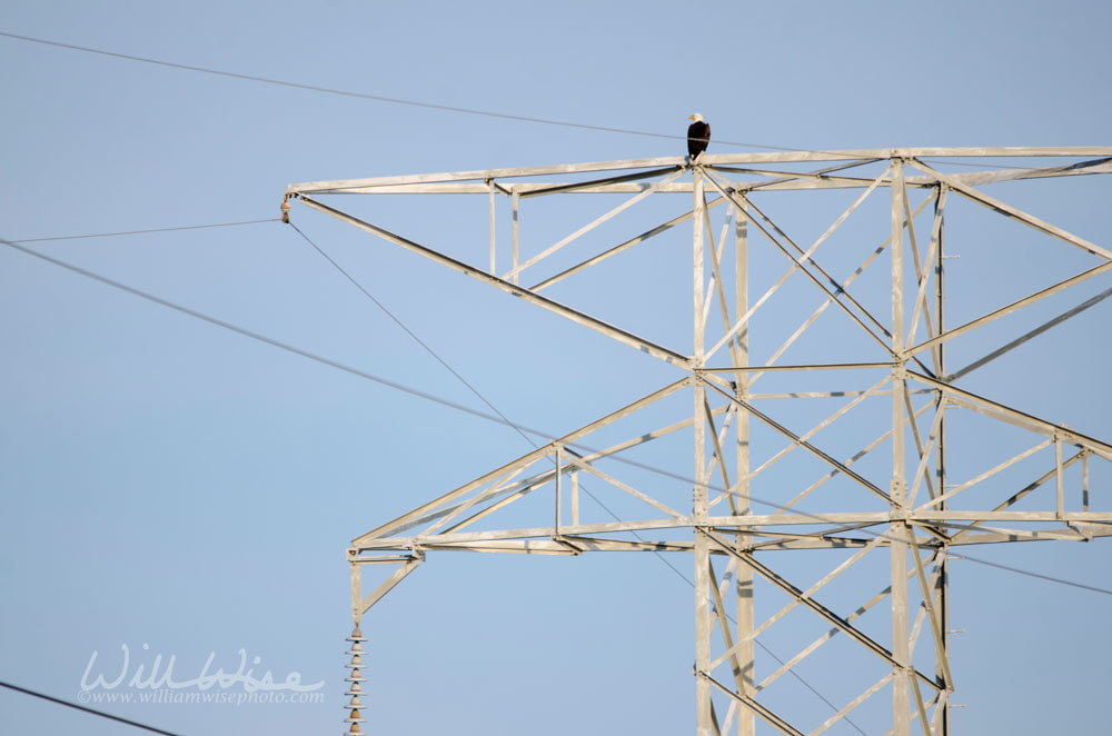 Bald Eagle Picture