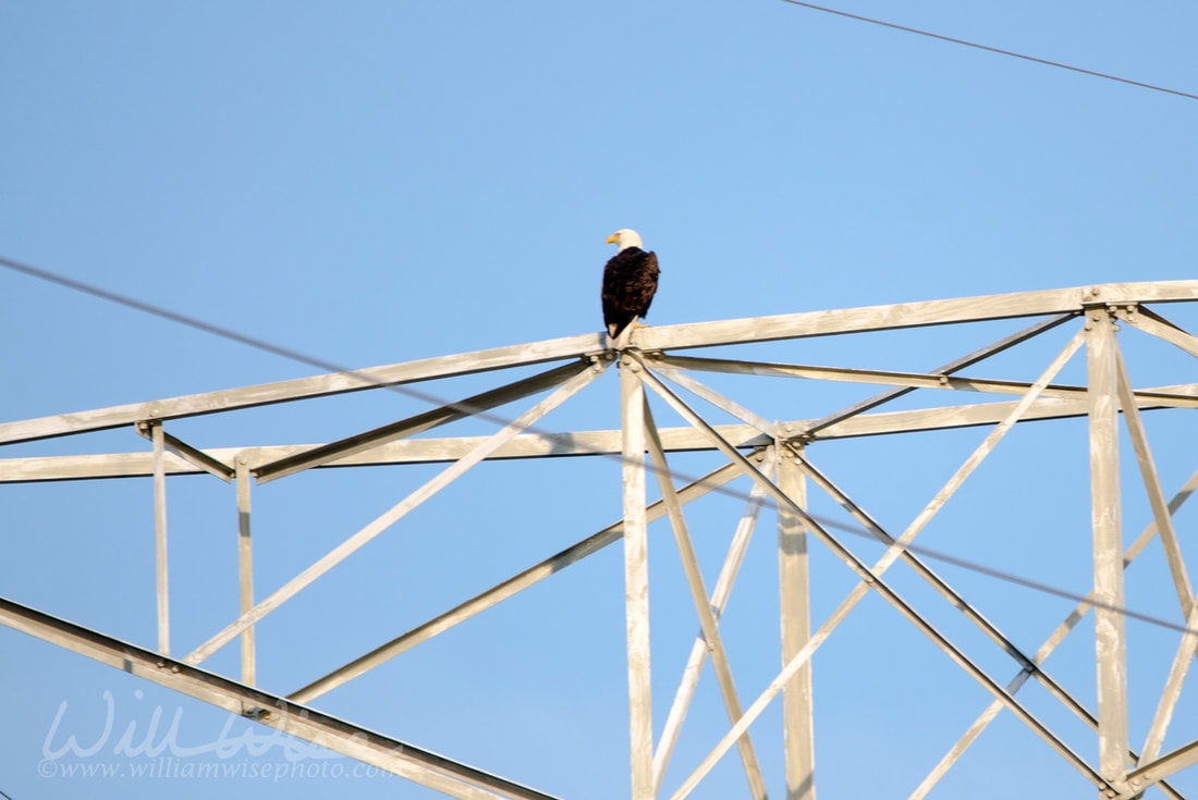 Bald Eagle Picture