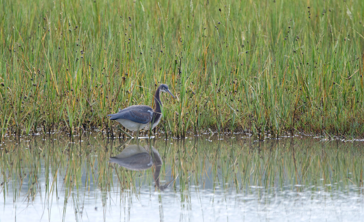 Tricolored Heron Picture