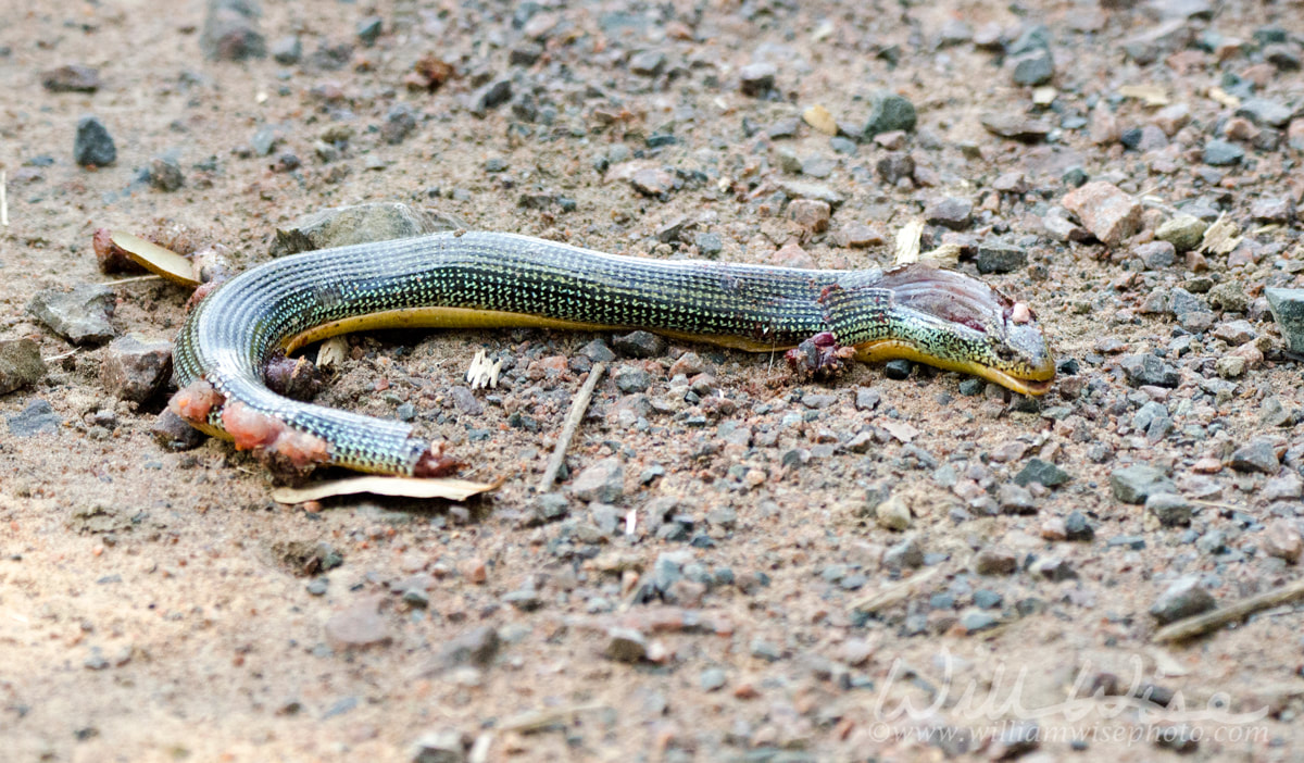 Glass Lizard Picture