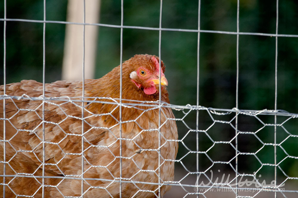 Red hen in chicken coop Picture