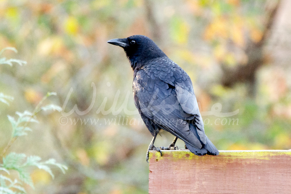 Black American Crow, Georgia, USA Picture