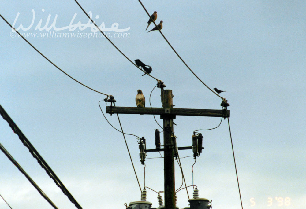 Red-tailed Hawk Picture