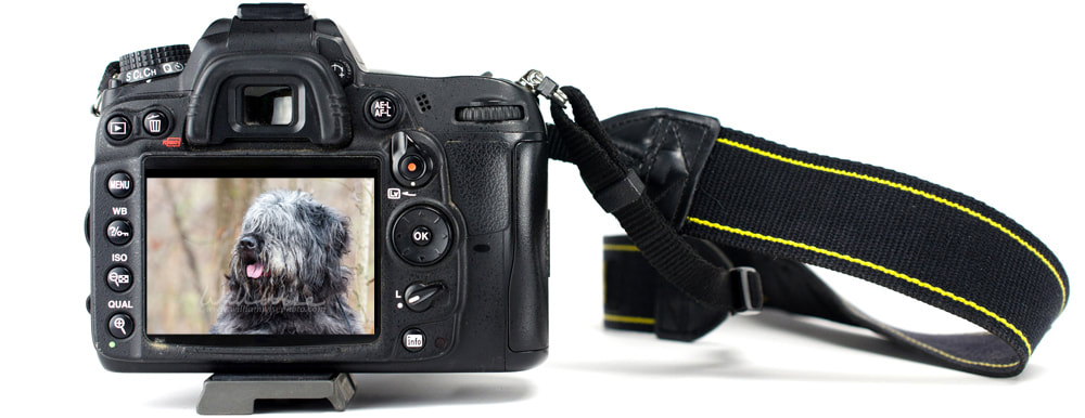 Picture