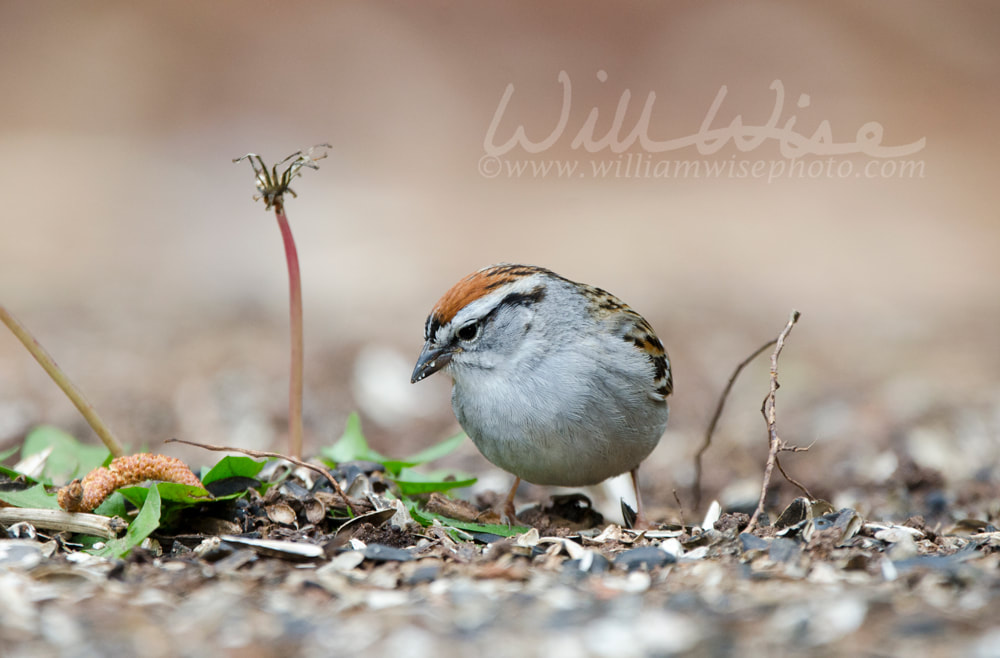 Chipping Sparrow Picture