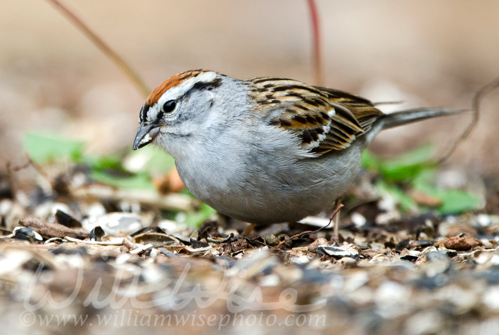 Chipping Sparrow Birding Picture