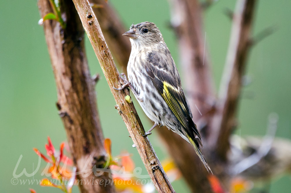 Pine Siskin irruption Picture