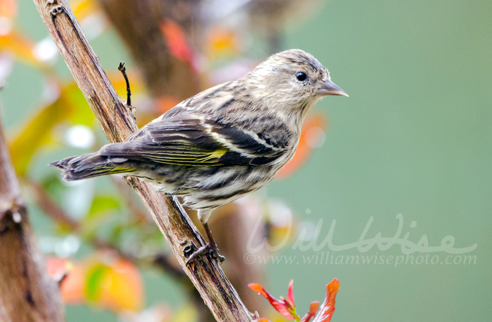 Pine Siskin bird irruption Picture