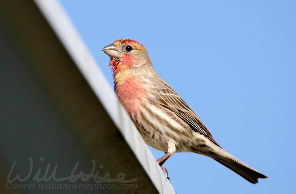 House Finch songbird perched, Athens Georgia USA Picture