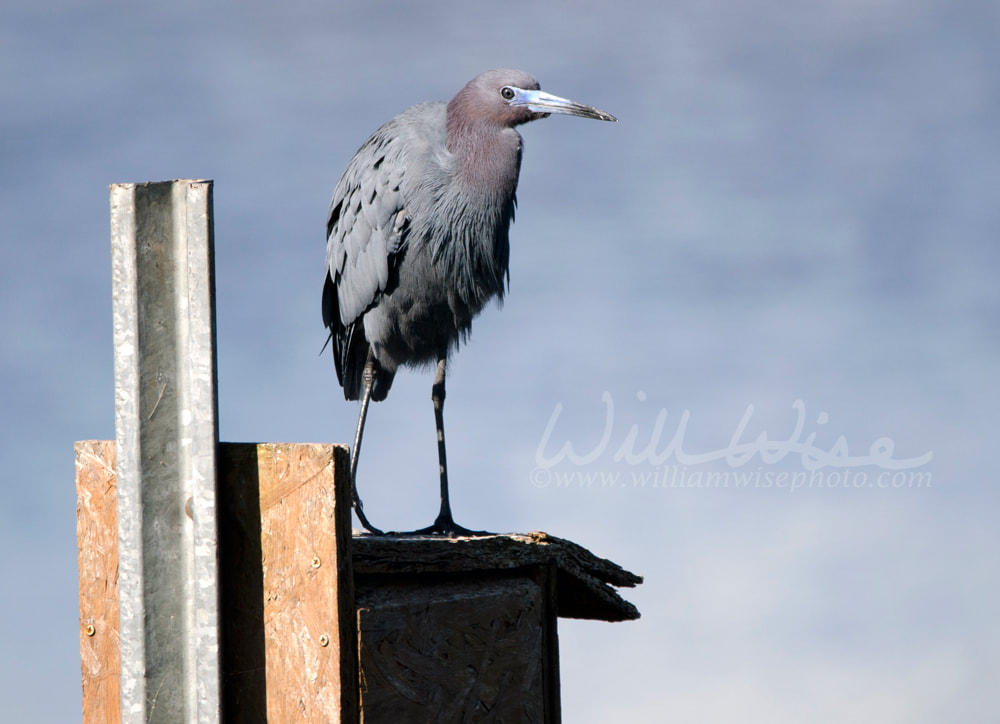 Little Blue Heron bird perched on duck box, Georgia USA Picture