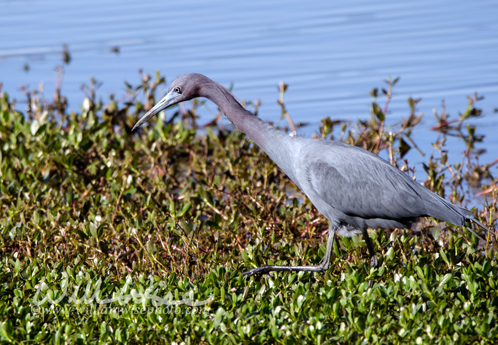 Little Blue Heron bird, Georgia USA Picture