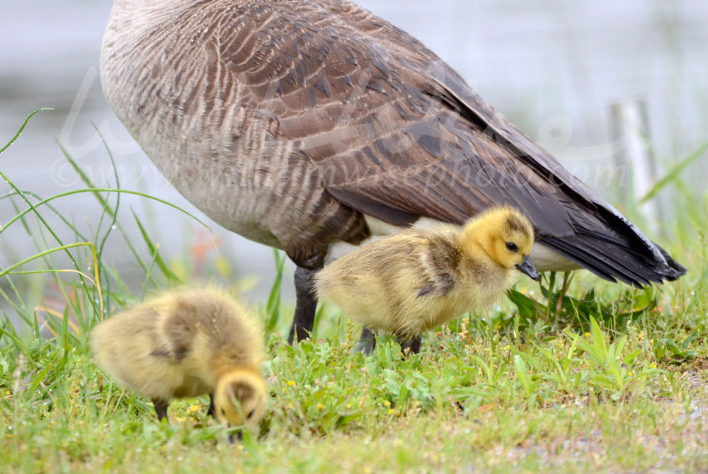 Baby Canada Goose hatchlings, Georgia, USA Picture