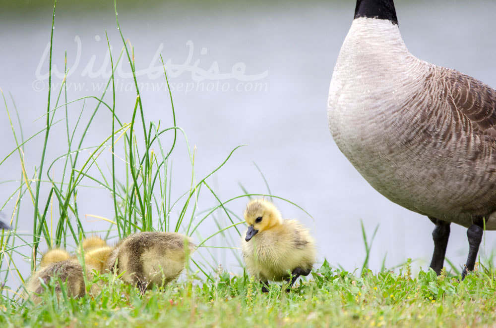Baby Canada Goose hatchlings, Georgia, USA Picture