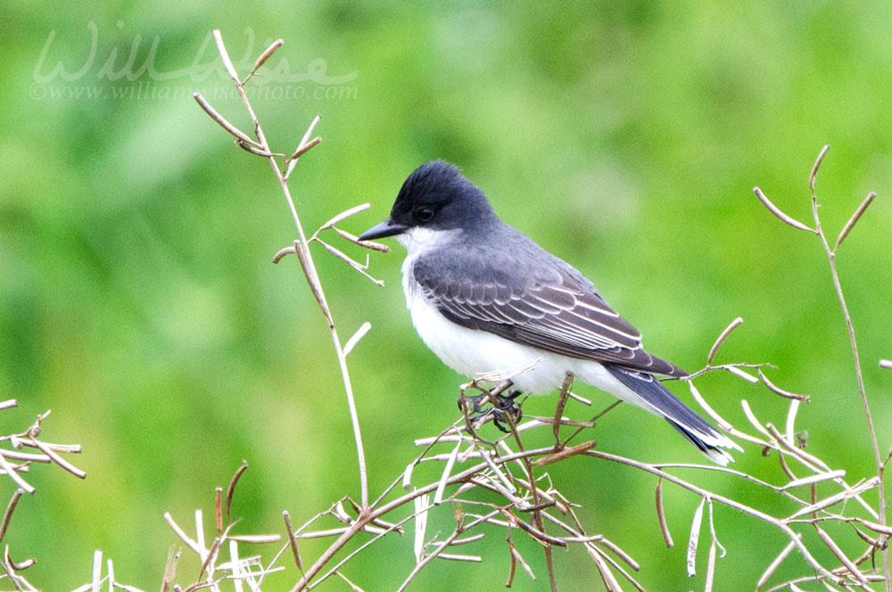 Eastern Kingbird bird perched on tree over pond, Walton County Georgia USA Picture