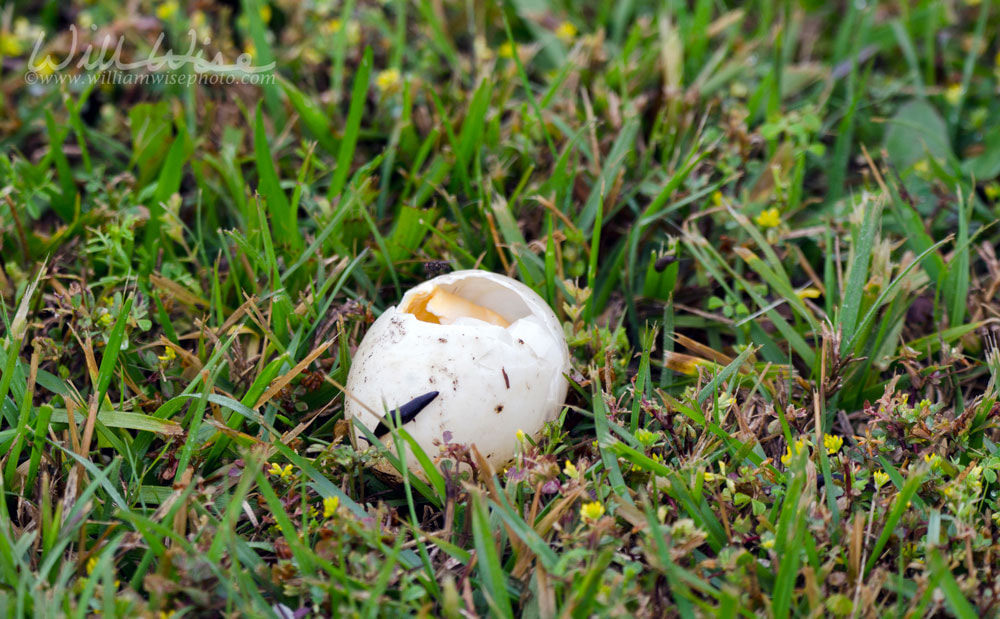 Mallard duck nest eggs plundered by raccoon predator, Georgia USA Picture