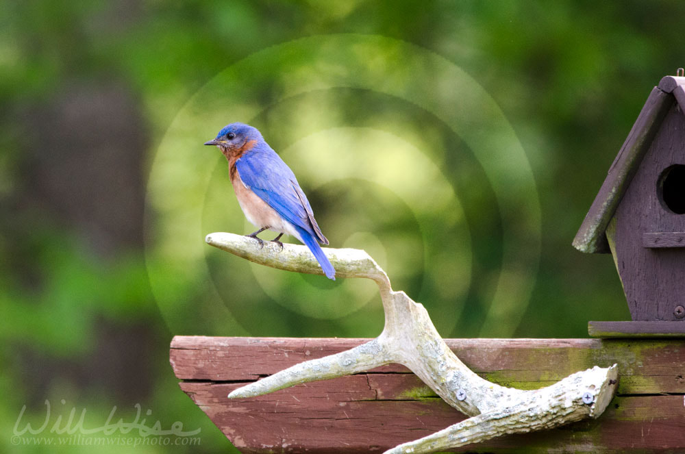 Eastern Bluebird perched near a bird house, Athens Georgia USA Picture