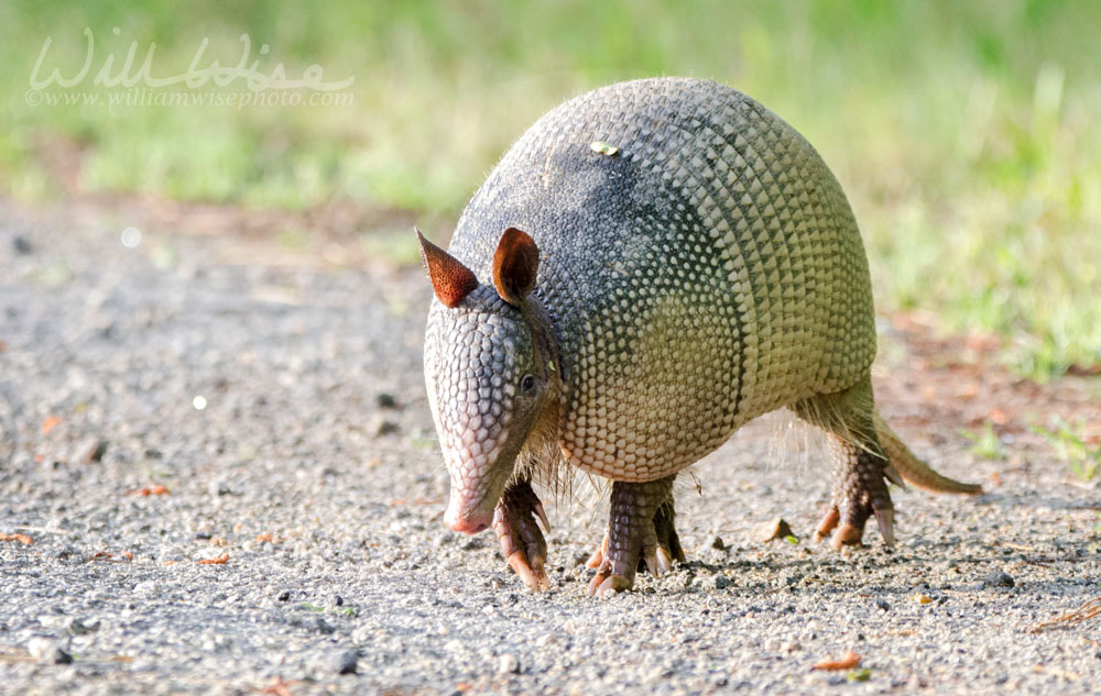 Nine banded armadillo on gravel road, Dasypus novemcinctus, Monroe GA USA Picture
