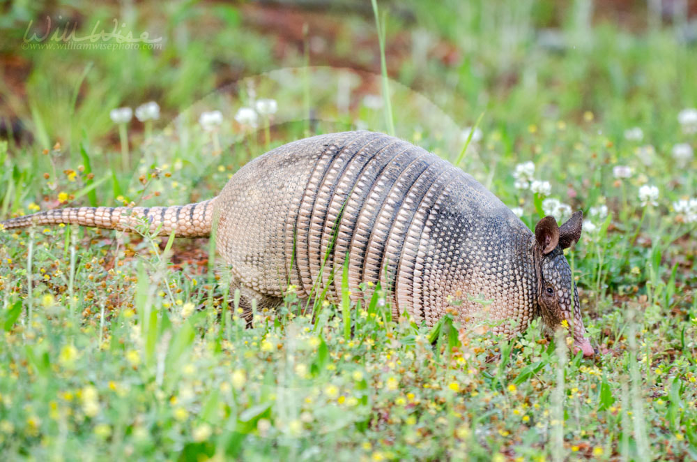 Nine banded armadillo on gravel road, Dasypus novemcinctus, Monroe GA USA Picture
