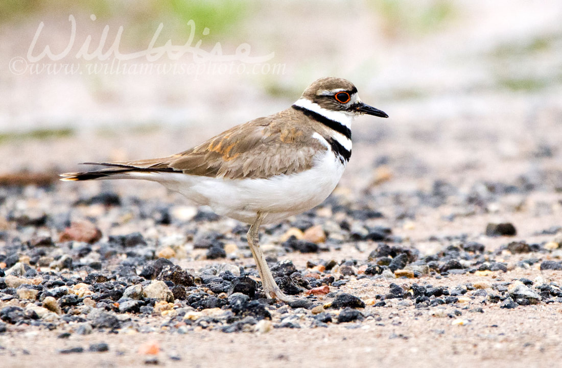 Killdeer bird, Monroe Georgia USA Picture