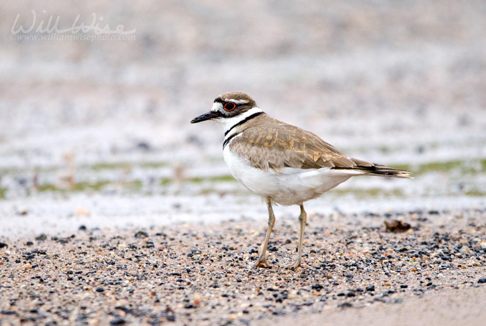 Killdeer bird, Monroe Georgia USA Picture