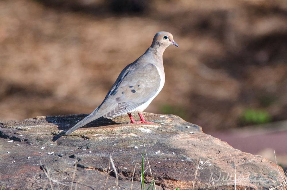 Mourning Dove Georgia Birding Picture