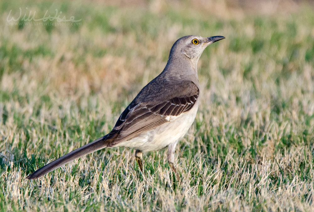 Northern Mockingbird Georgia birding Picture