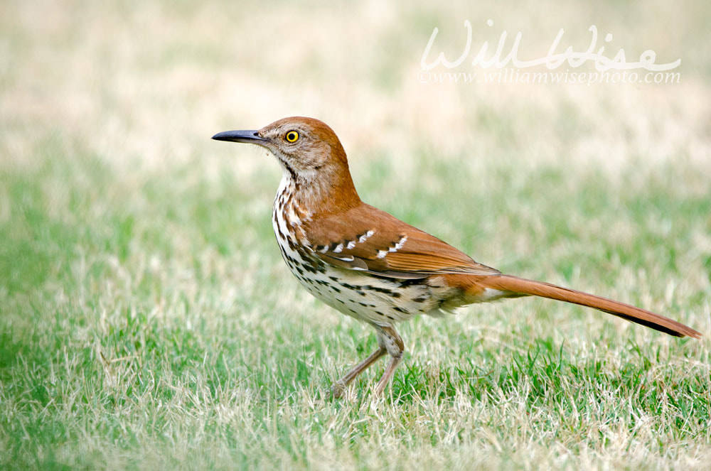 Brown Thrasher bird, Athens, Clarke County, Georgia USA Picture