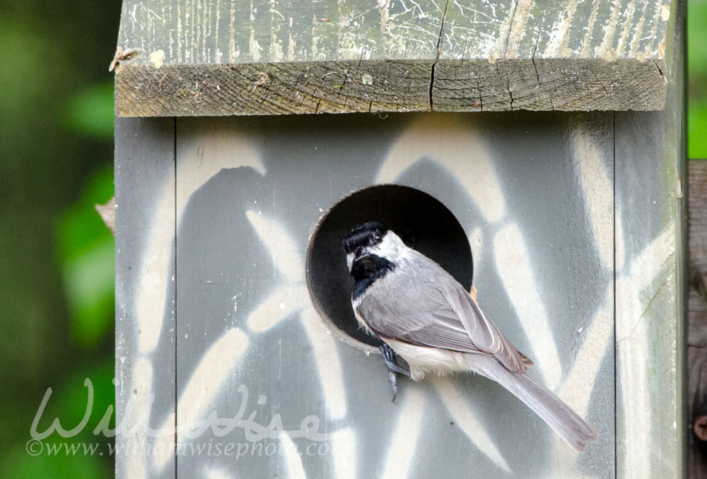 Carolina Chickadee bird in nest box bird house, Athens Georgia USA Picture