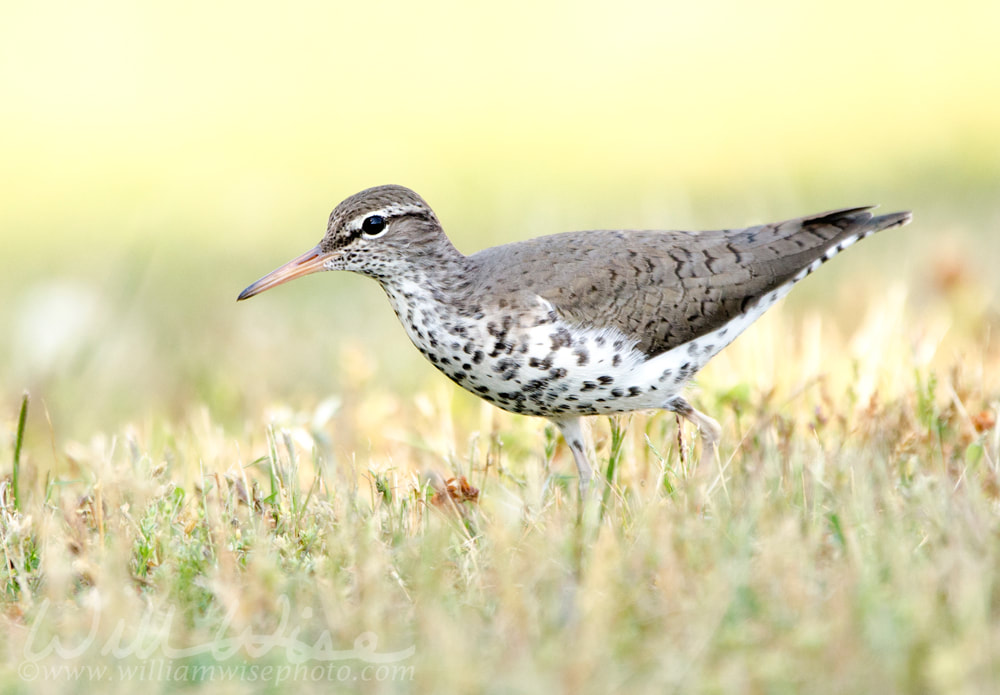 Spotted Sandpiper bird, Georgia USA Picture