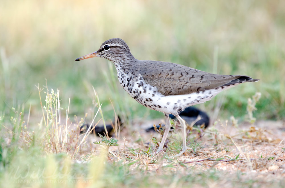 Spotted Sandpiper bird, Georgia USA Picture