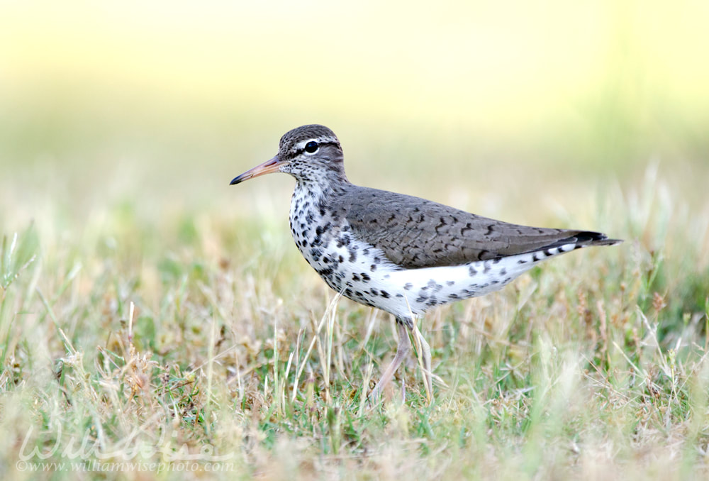 Spotted Sandpiper bird, Georgia USA Picture