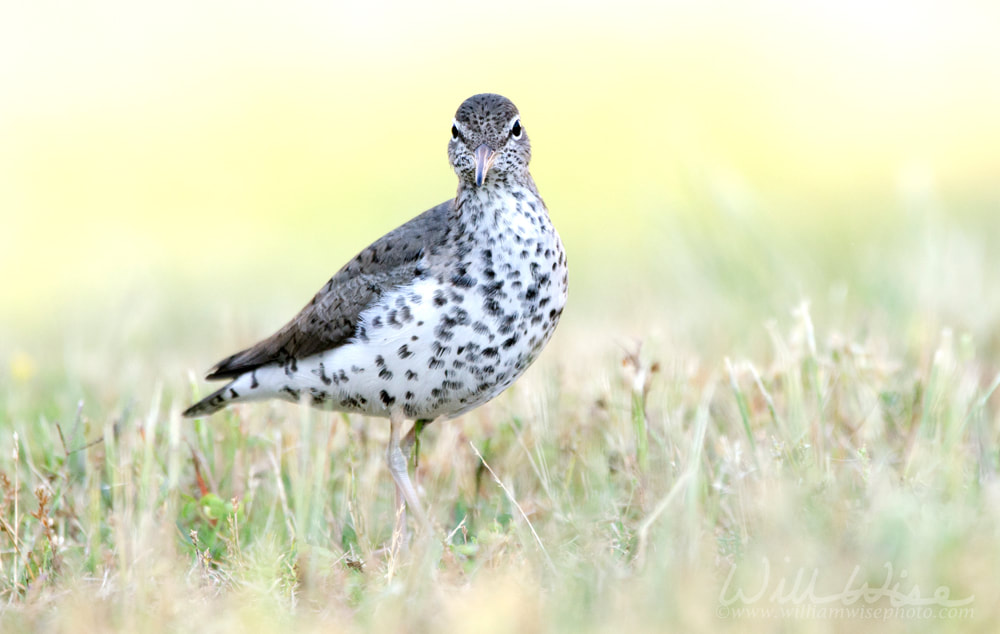 Spotted Sandpiper Birding Picture