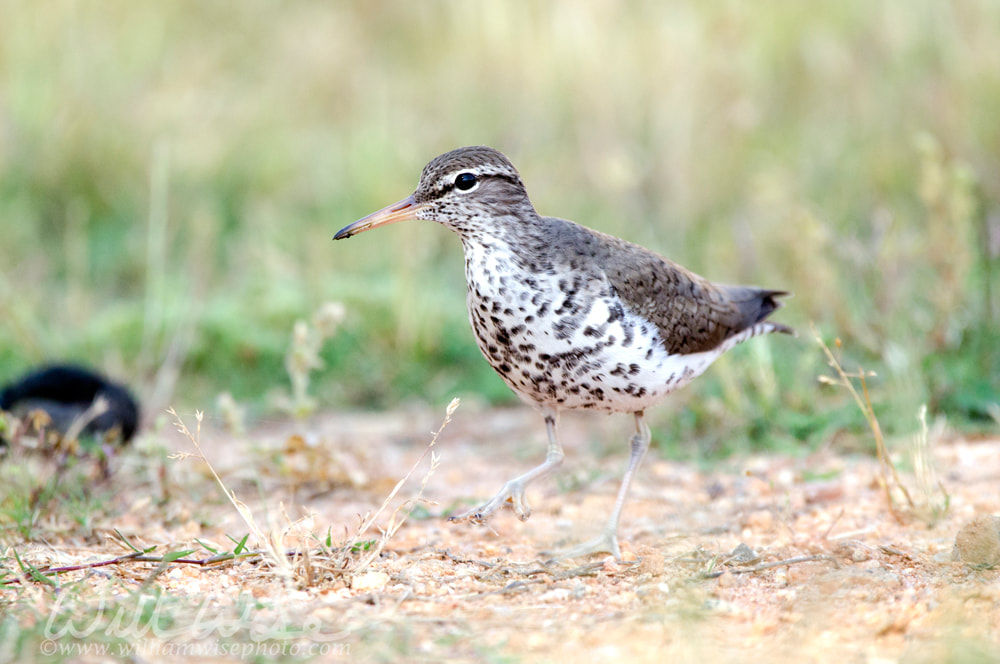Spotted Sandpiper bird, Georgia USAPicture